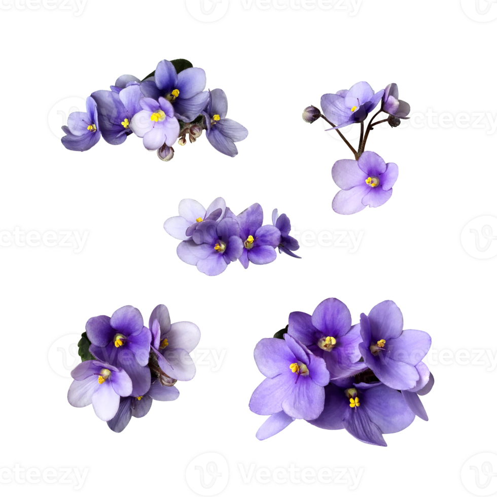 Violet viola cutout flowers set, home plant isolated object, clipping path, decorative element for design, home decor concept png