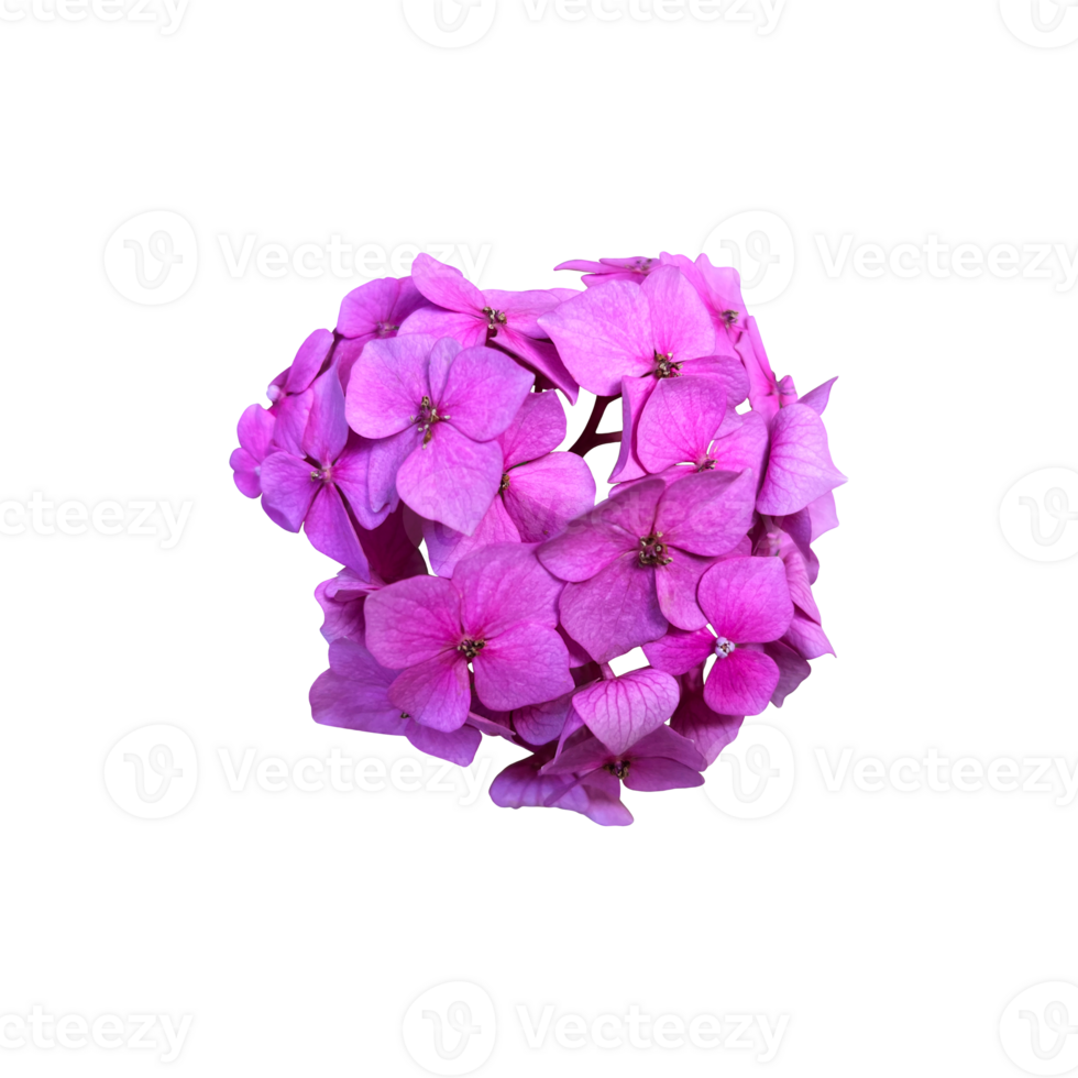 Hydrangea violet garden flower blooming head isolated plant, cut out object, clipping path png