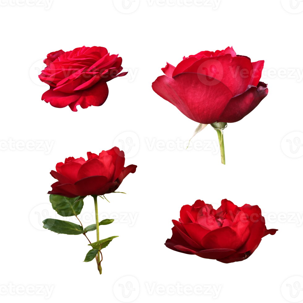 Red isolated roses without leaves set, delicate flower branch on the white background, cutout object for decor, design, invitations, cards, soft focus and clipping path png