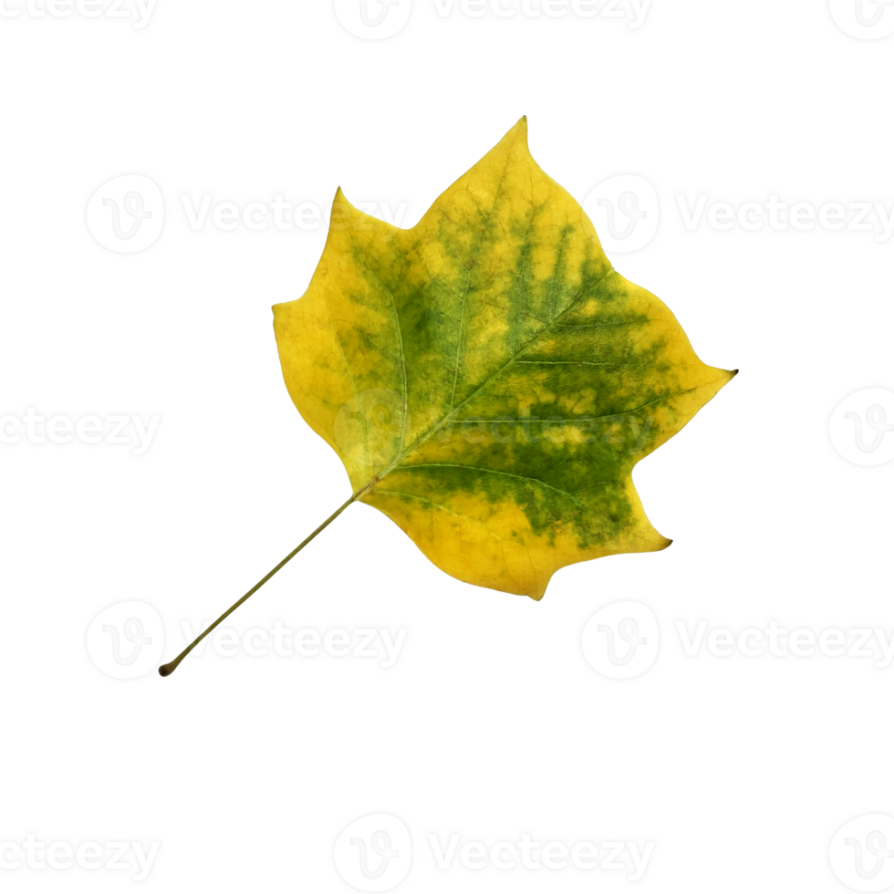 Bright autumn tree leaf, isolated object, cutout element, seasonal spring or summer colorful mood, soft focus and clipping path png