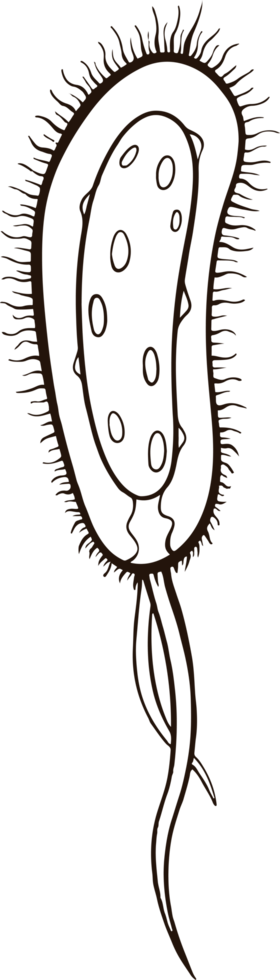 bacteri virus doodle png