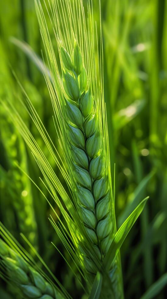 Green barley spike closeup, Green wheat, full grain, Close up of an ear of unripe wheat, photo