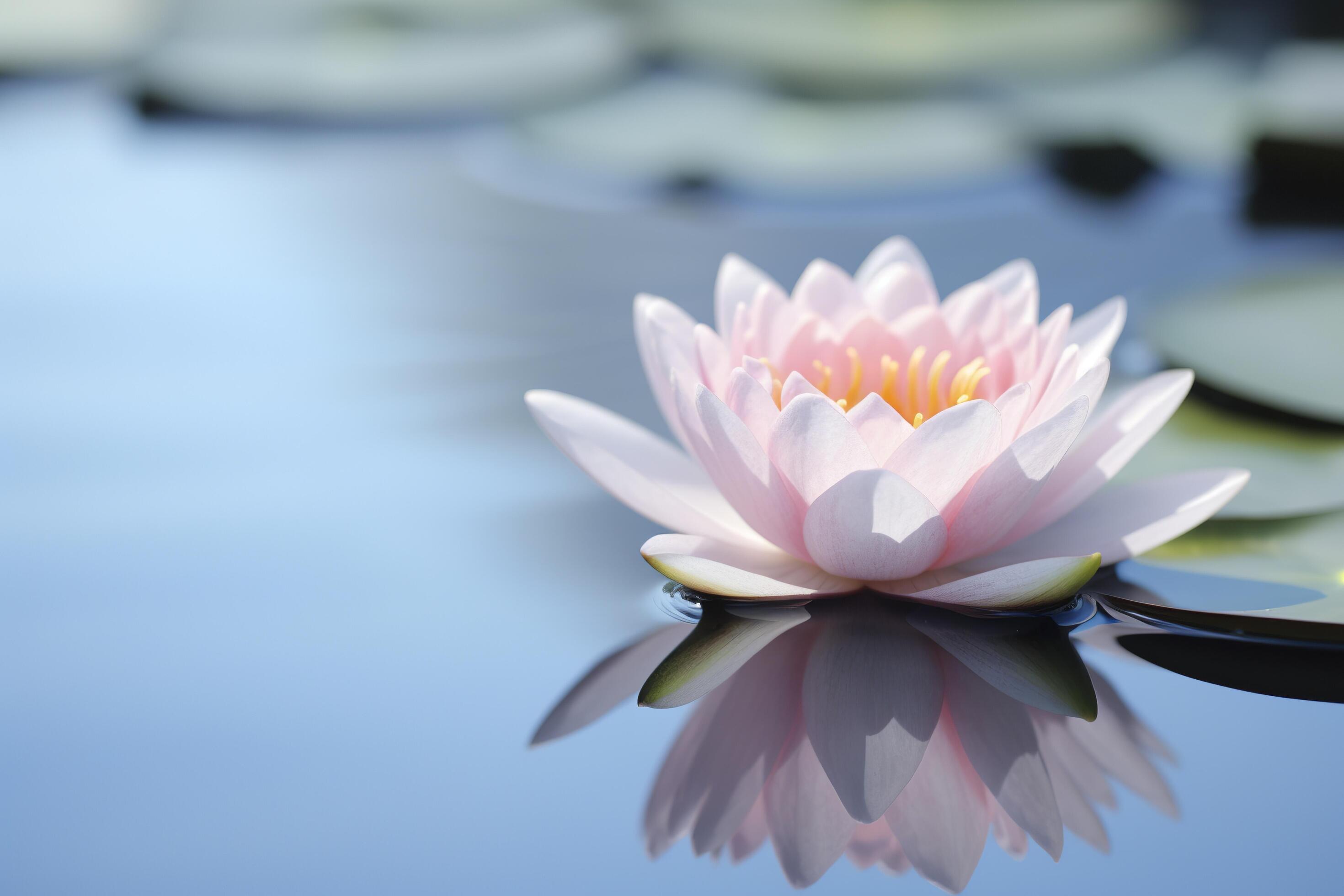 A floating lotus flower on the calm surface of a pond symbolizes the