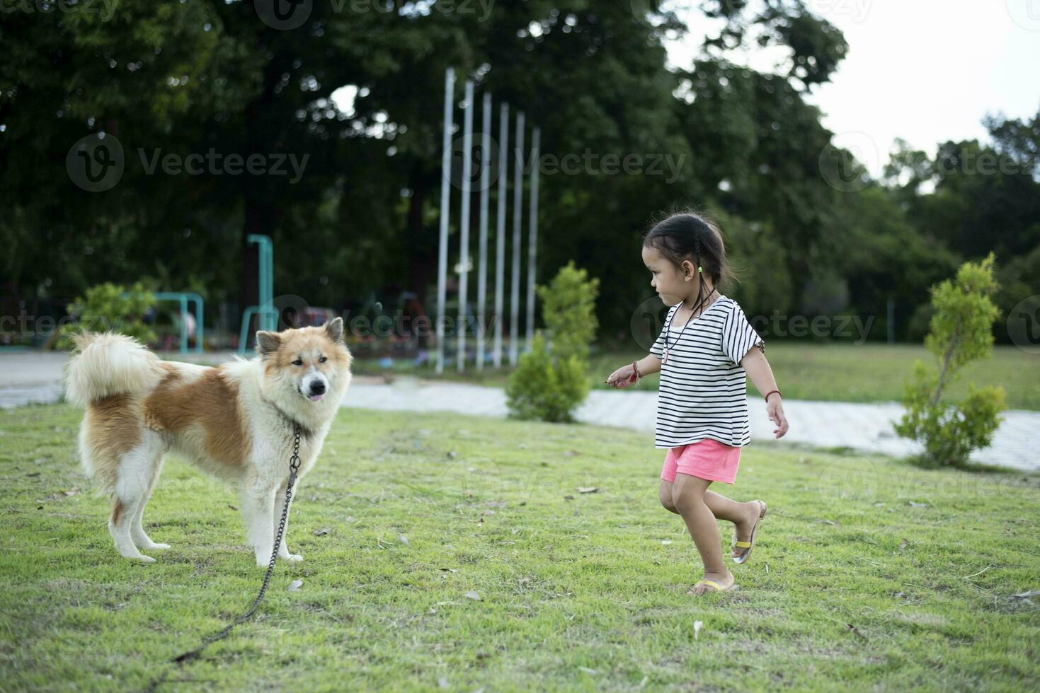 A child with a dog in nature. girl playing with a dog on green grass at sunset time. photo