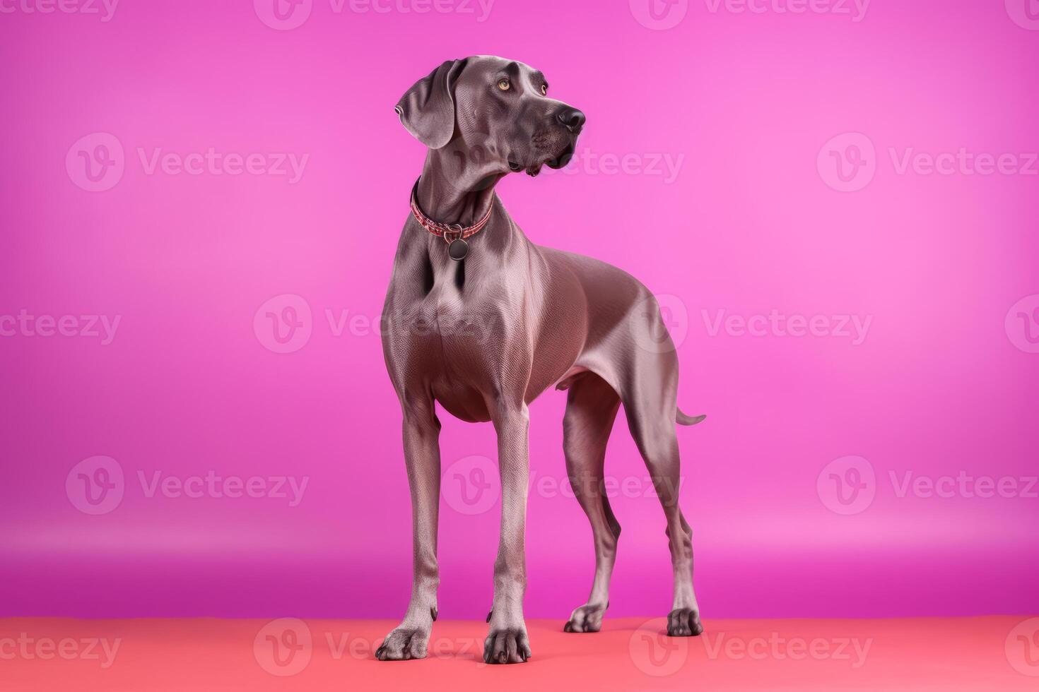 Cute Great Dane in nature, national geography, Wide life animals. AI Generated. photo