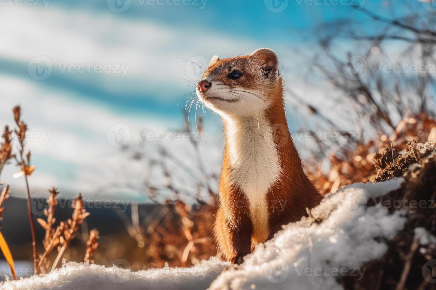 Weasel in nature, national geography, Wide life animals. . photo