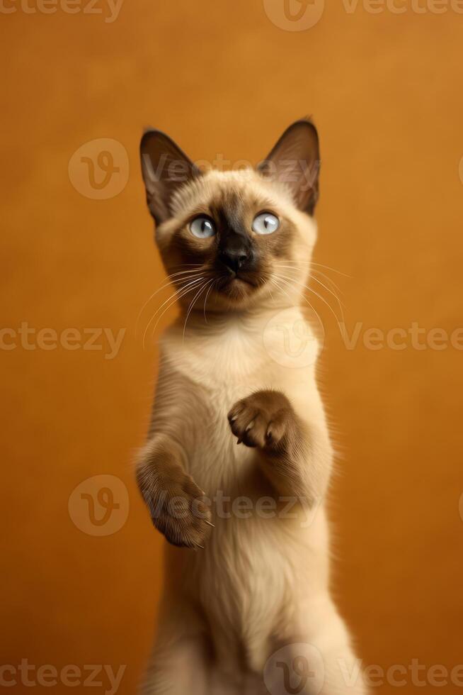 Very cute Siamese in nature, national geography, Wide life animals. AI Generated. photo