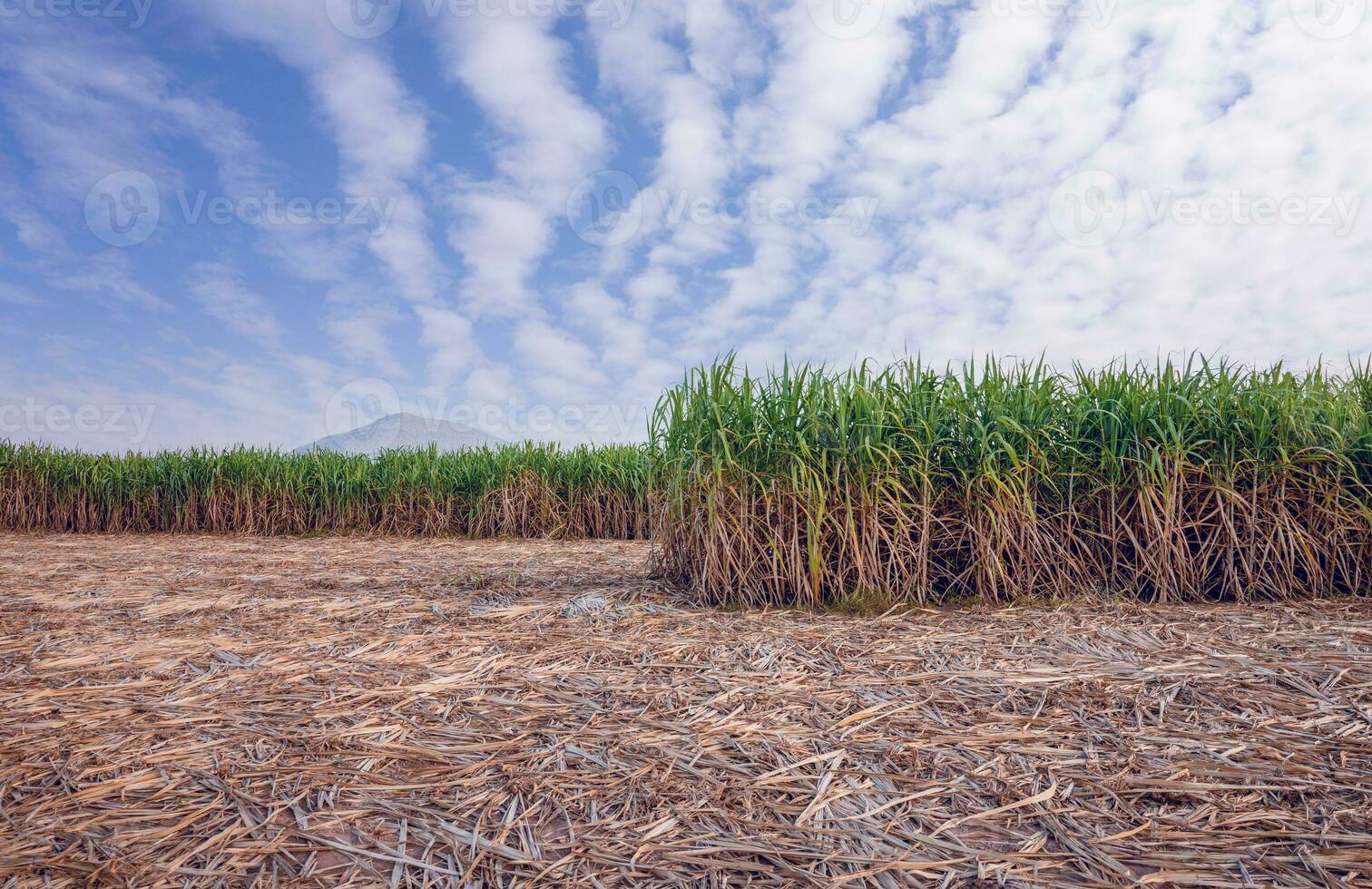 sugar cane farm with cloudy 26978050 Stock Photo at Vecteezy