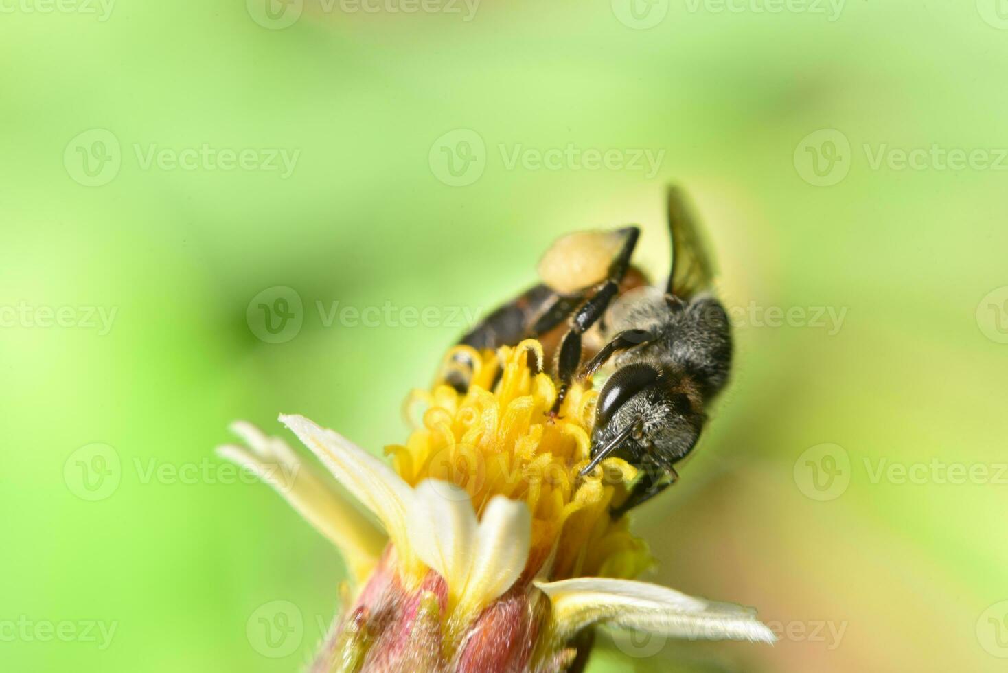 collecting on flower photo