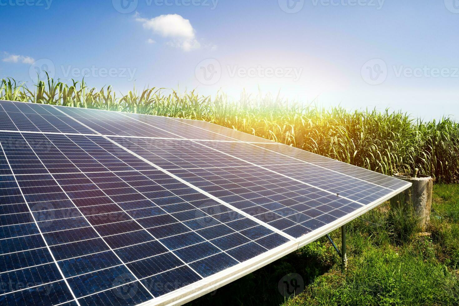 solar energy in sugar farm, photo