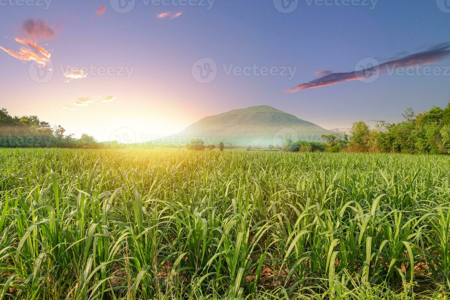 sugar cane field at sunrise or sunset photo