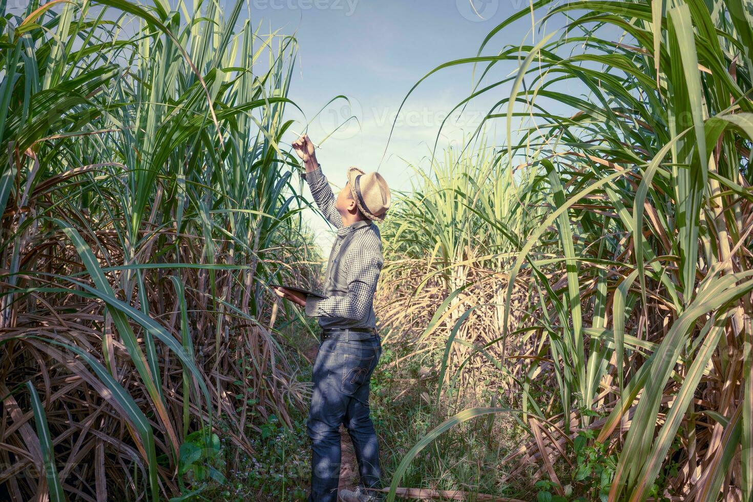 farmer analysis of the growth of sugarcane plants in the fields photo