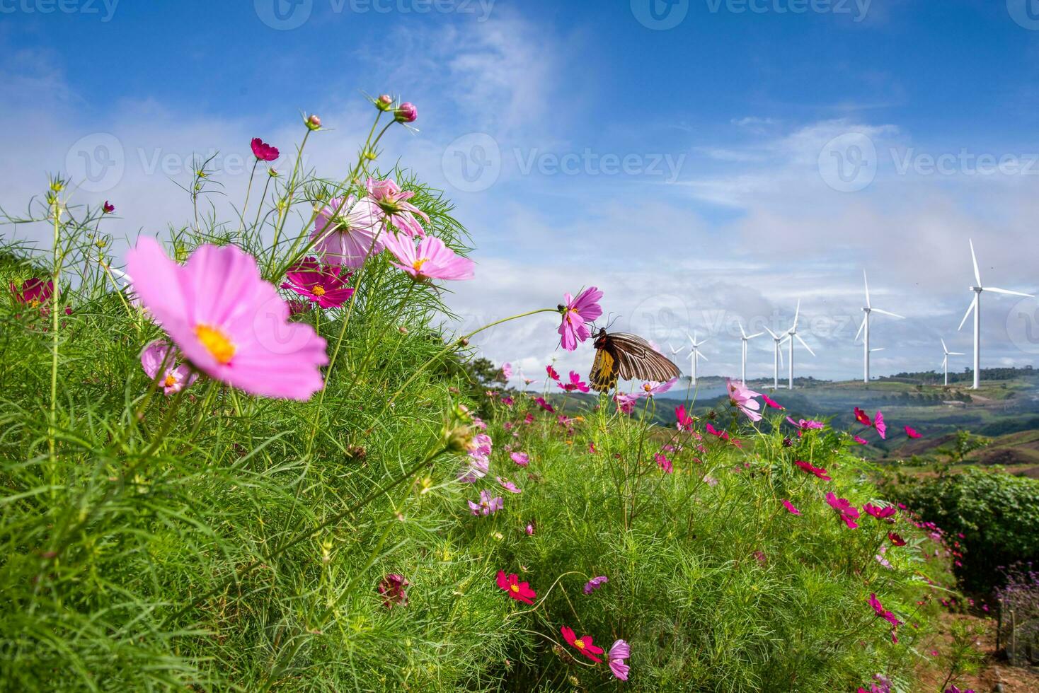 beautiful flower and wind mill with blue sky photo