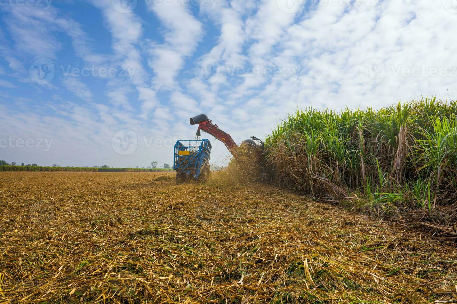 sugar cane harvesting machine working photo