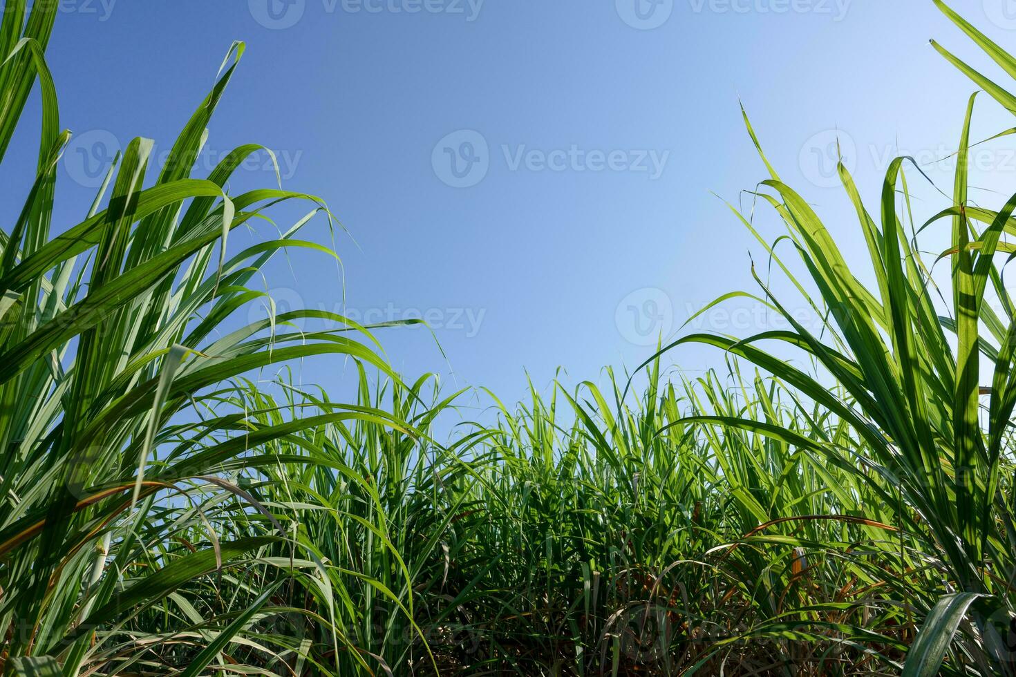 green sugar plant in blue sky day photo