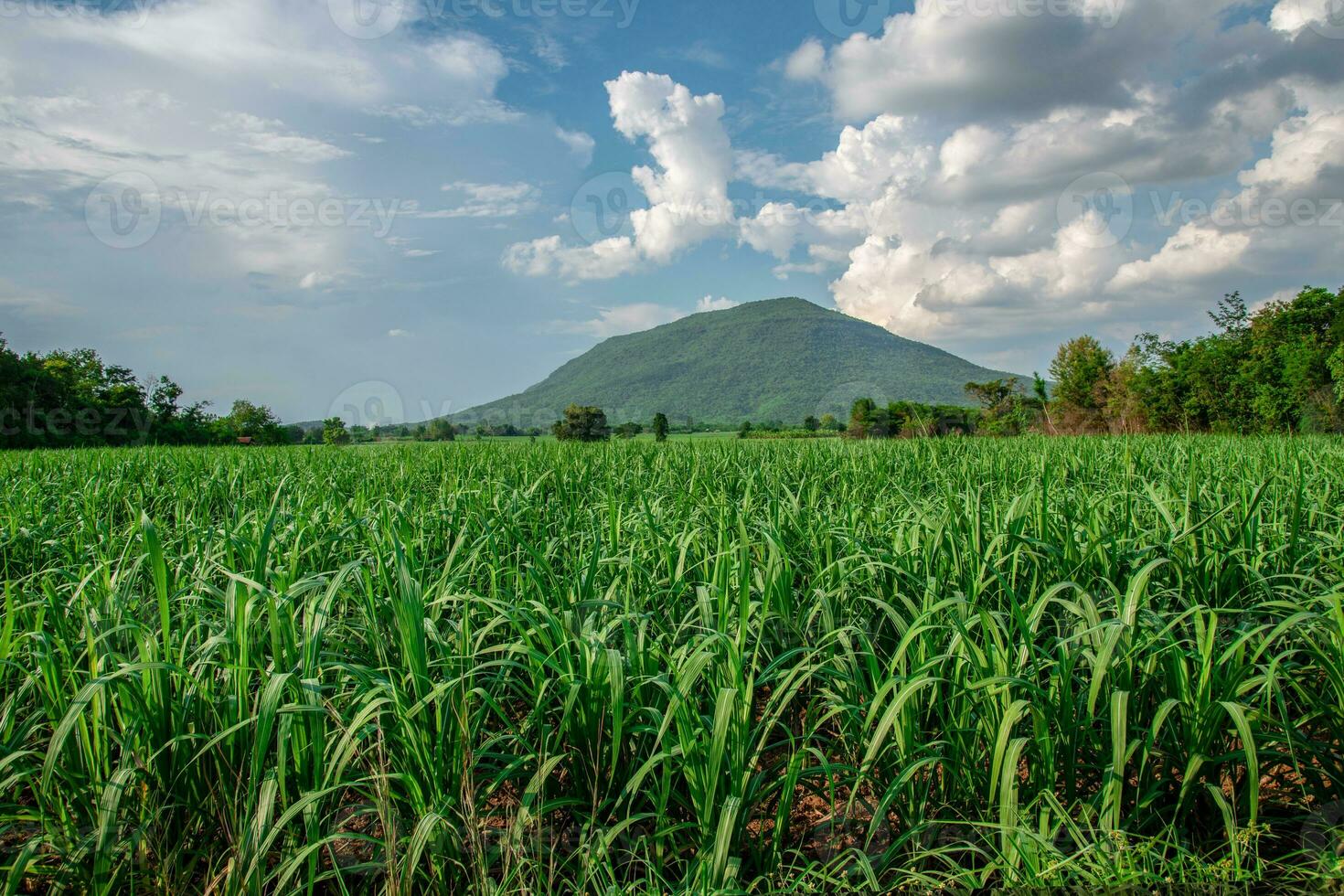 sugar cane farm with mountain photo