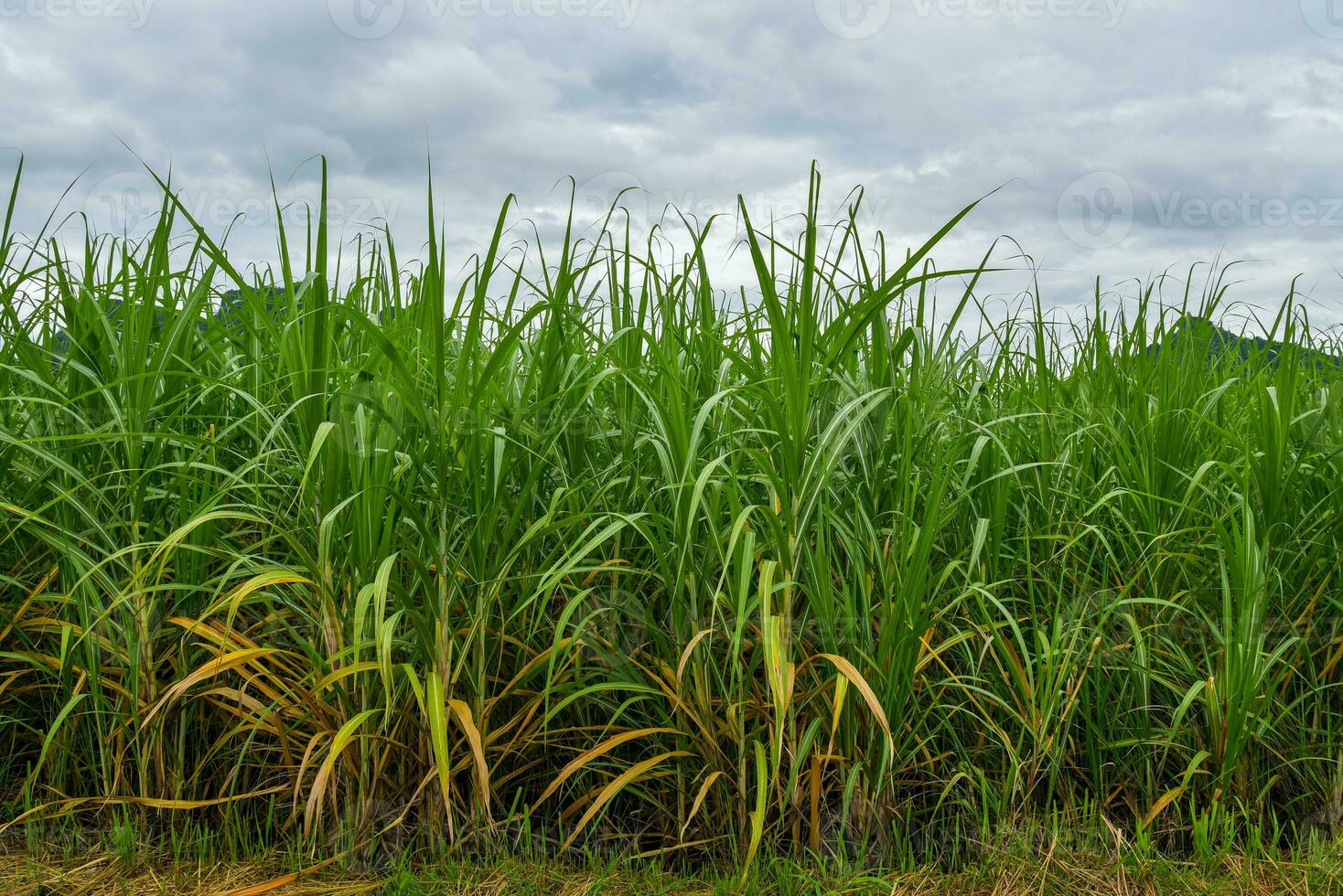 sugar farm with incoming raining storm photo