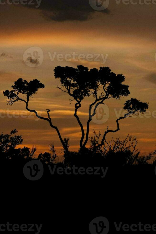 Beautiful and colorful sunset on the Savannas or Cerrados of Brazil with tree silhouetted photo