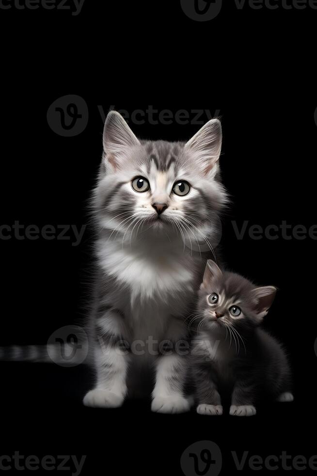 Maine Coon kitten with black tabby kitten on black background photo