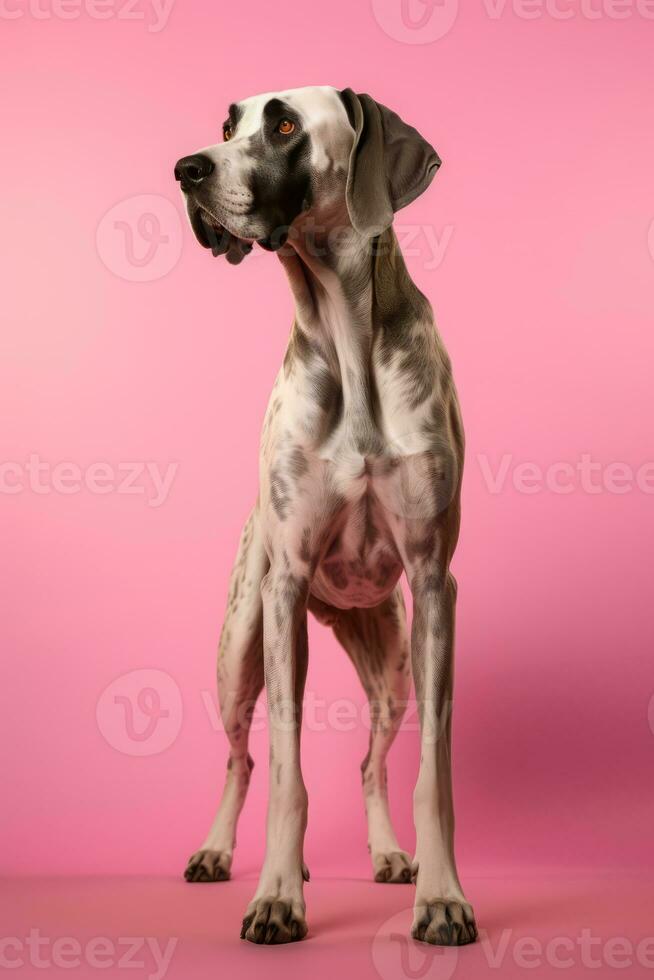 Very cute  Great Dane in nature, national geography, Wide life animals. AI Generated. photo