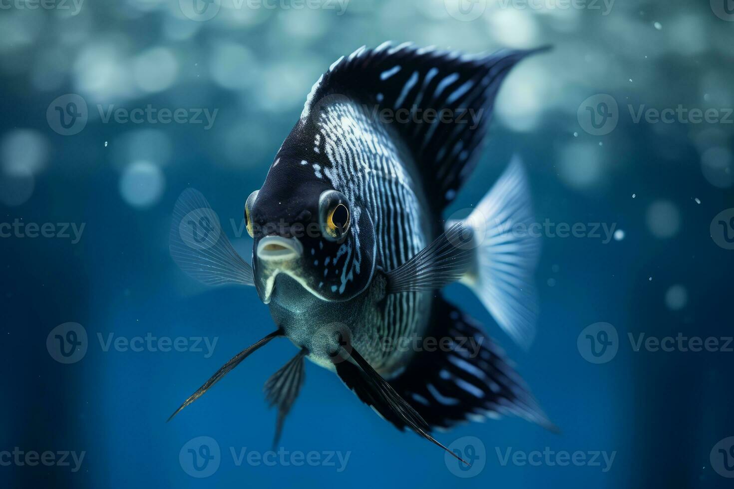 Cute Angelfish in nature, national geography, Wide life animals. AI Generated. photo