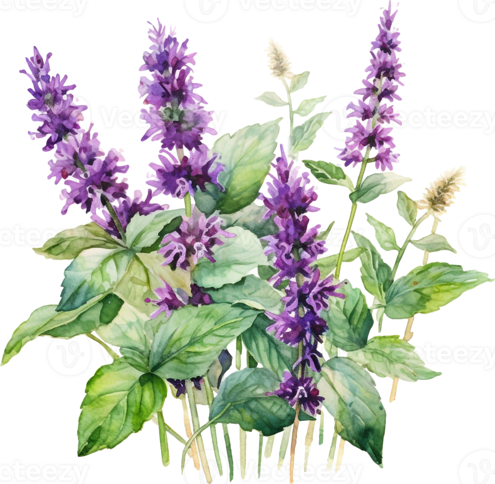 fabriek patchouli of pogostemon cablini Afdeling met bloemen en bladeren. hand- getrokken waterverf illustratie geïsoleerd Aan wit achtergrond. png