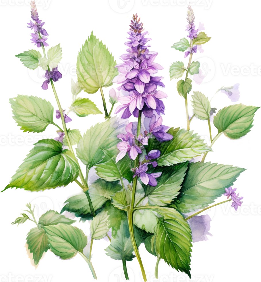 Plant patchouli or Pogostemon cablini branch with flowers and leaves. Hand drawn watercolor illustration isolated on white background. png