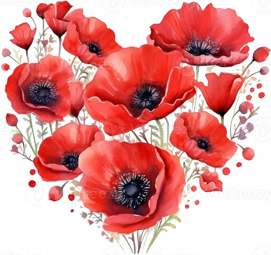 Watercolor Drawing of Red Poppy Flowers Isolated on White. Botanical Illustration png