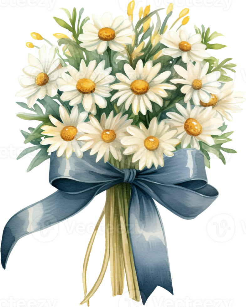 Set of camomile bouquet with satin ribbon hand drawn. Watercolor floral illustration of delicate flowers isolated on light-green background. Chamomiles for printing, logo, postcards, picture png