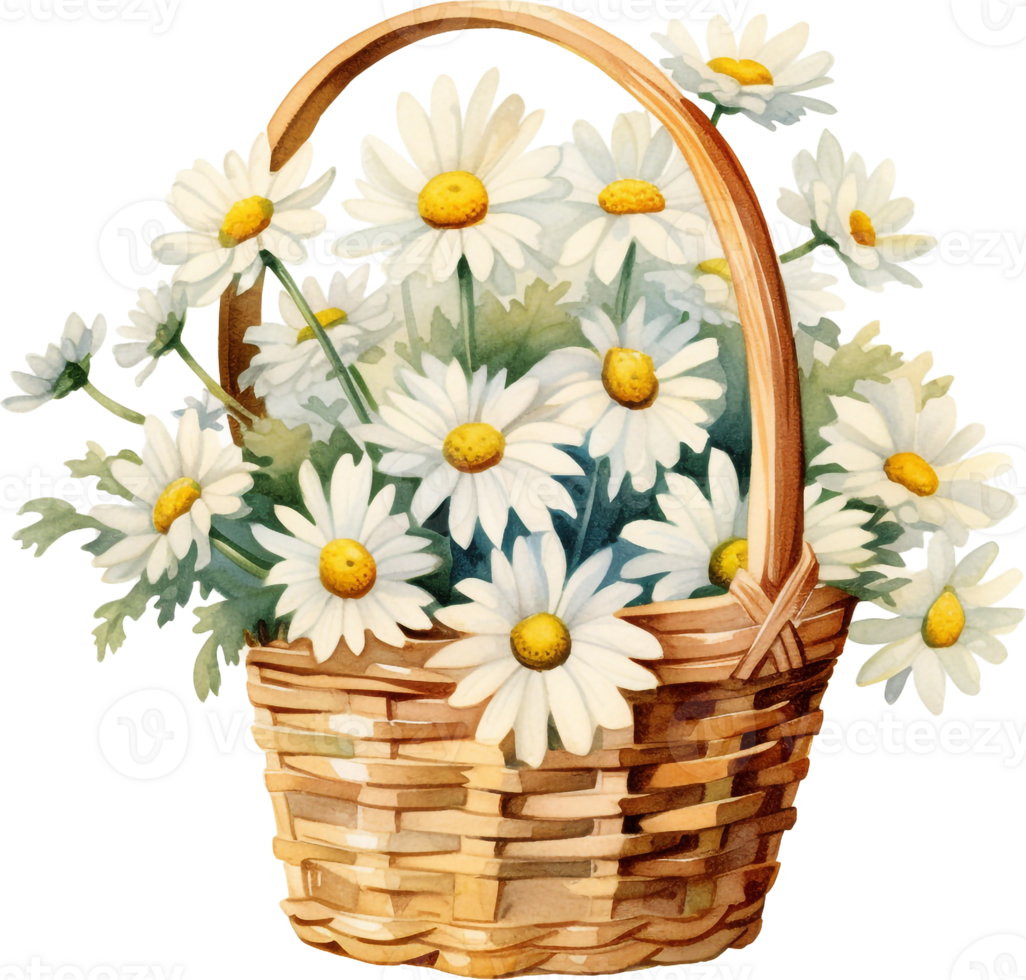 Basket with camomies daisy watercolor hand drawn illustration wild flowers png