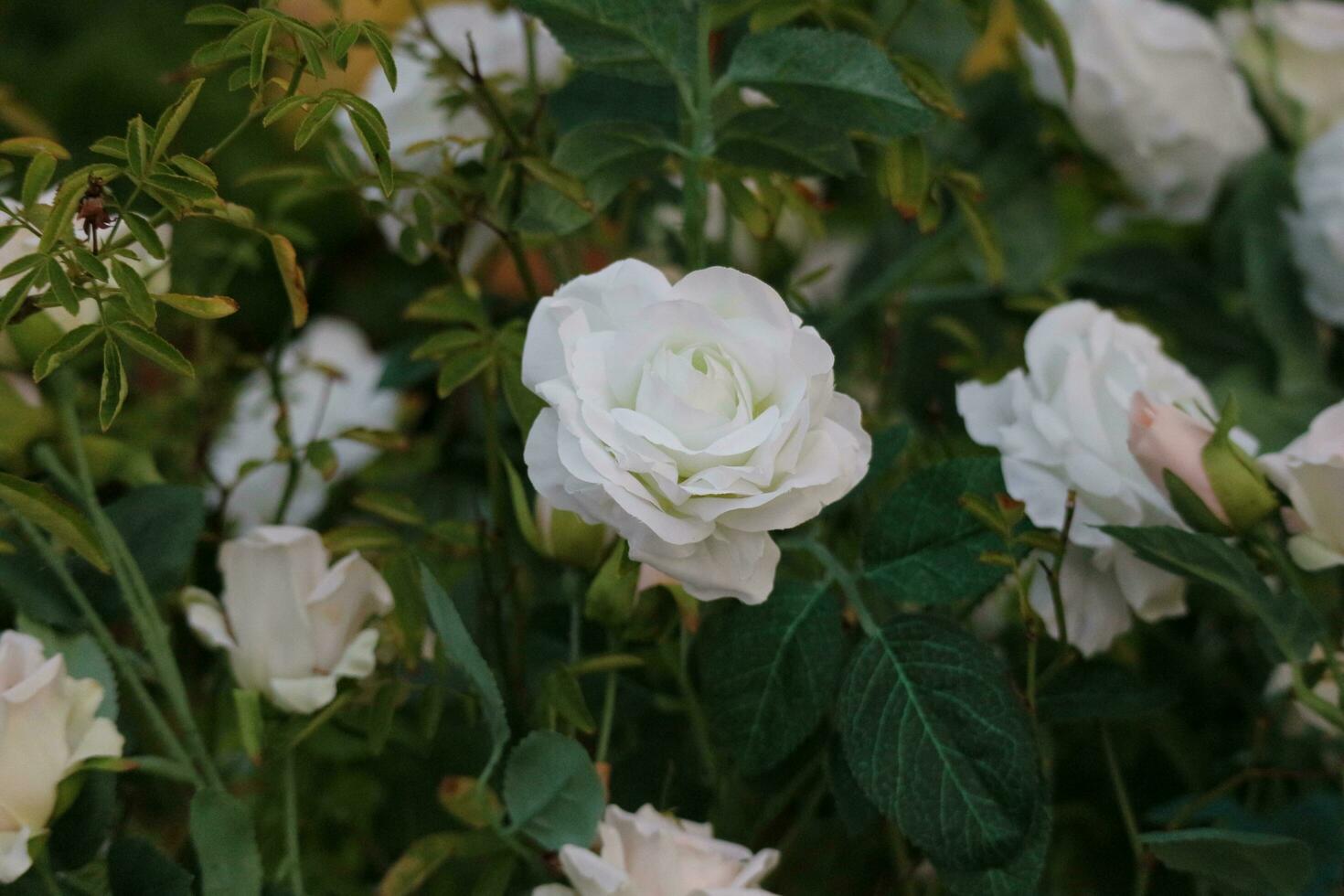 Several white roses in bloom. So beautiful and pretty. photo