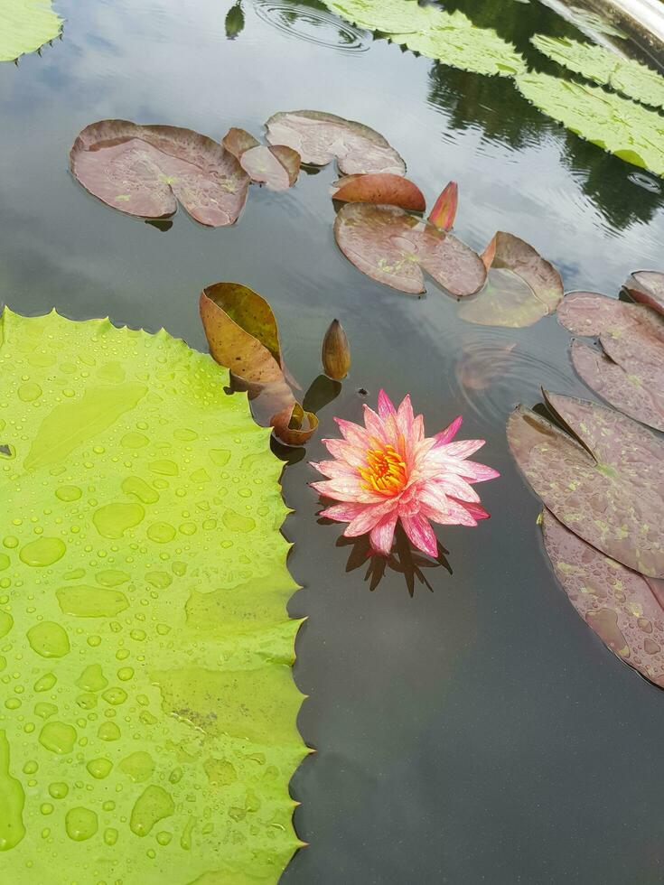 loto flor en antiguo ciudad o muang boran tailandia el científico nombre para esta agua lirio es ninfeáceas. el loto es además usado como un símbolo de vida cuales representa pureza foto