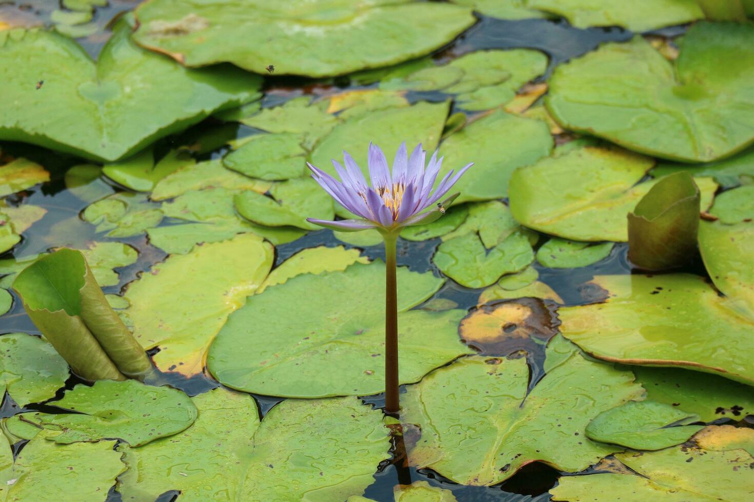 Lotus flower in Ancient City or Muang Boran Thailand. The scientific name for this water lily is Nymphaeaceae. The lotus is also used as a symbol of life which represents purity photo