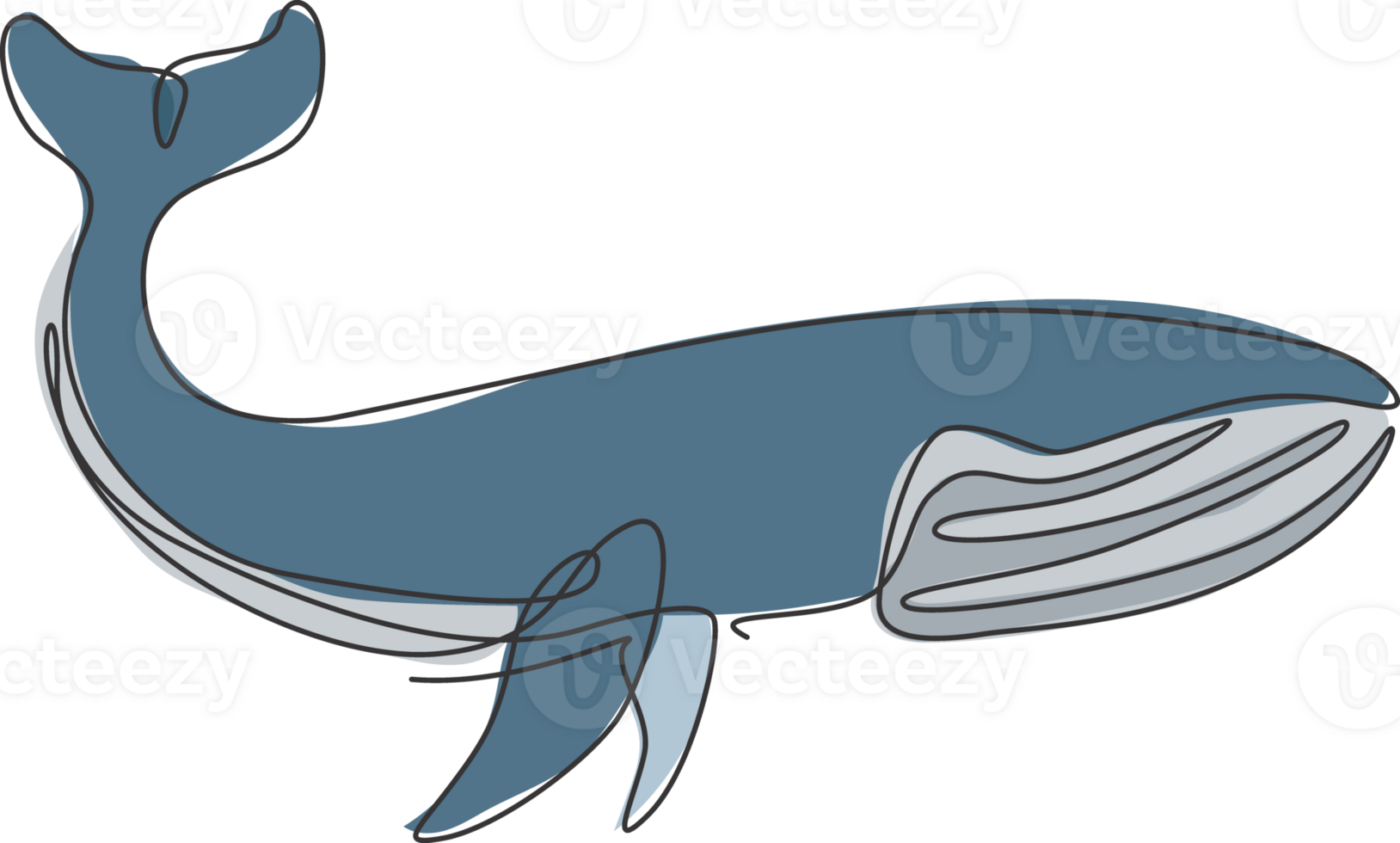 One single line drawing of giant blue whale illustration. Protected species in pacific ocean. Gigantic underwater creature concept. Modern continuous line graphic draw design png