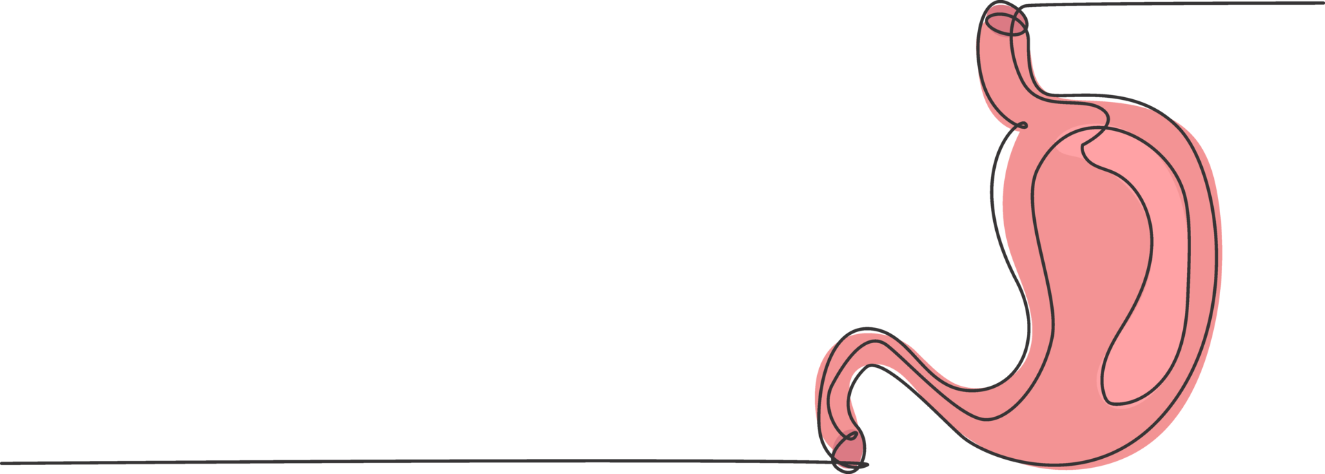 One continuous line drawing of anatomical human stomach organ. Trendy