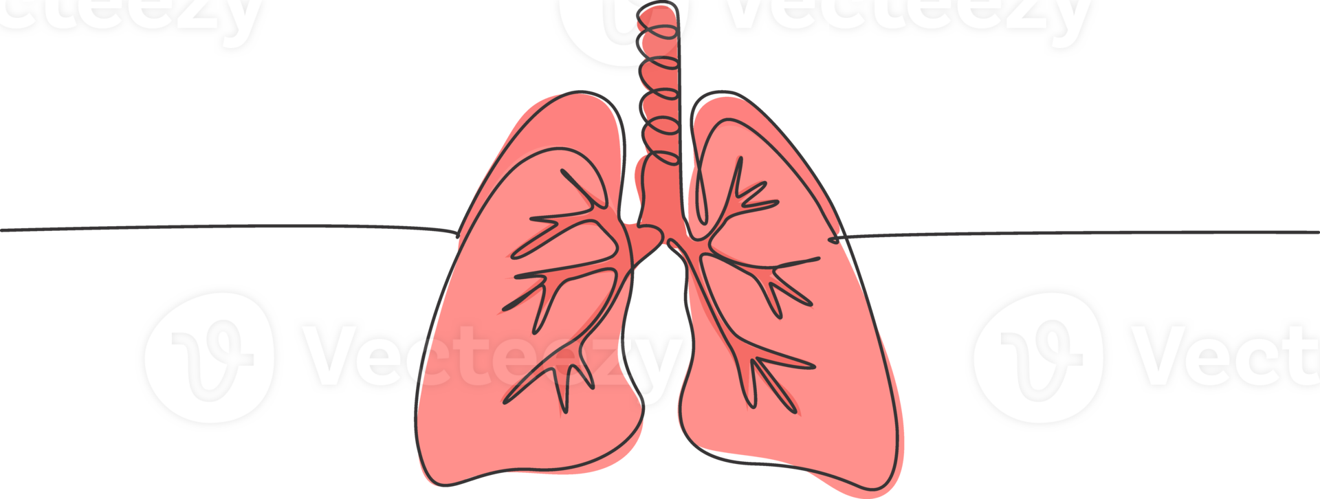 One continuous line drawing of anatomical human lungs organ. Dynamic