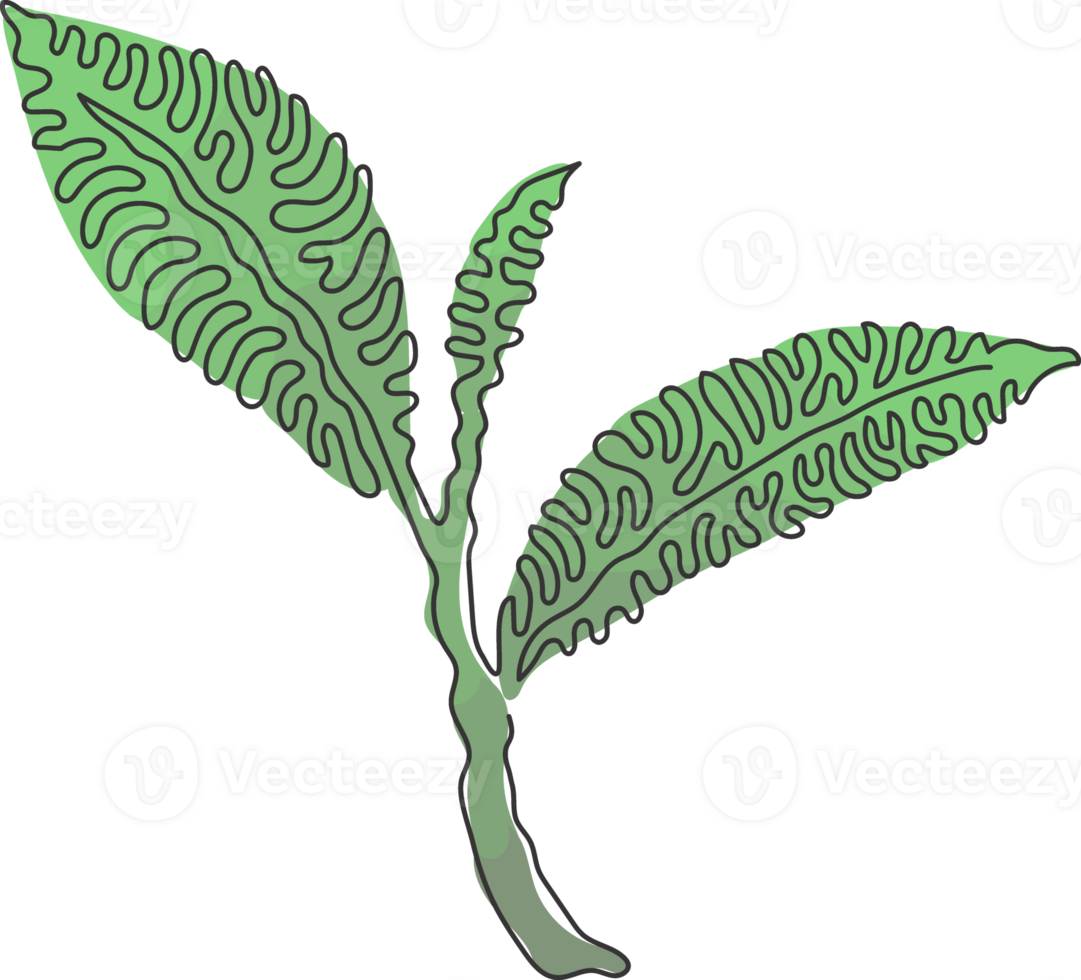 Single one line drawing whole healthy organic tea leaf for herbal drink logo identity. Fresh nature concept for tea plantation icon. Swirl curl style. Modern continuous line draw design graphic png