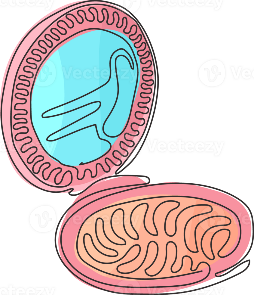 Single one line drawing open makeup powder puff box. Compact powder box sketch icon. Beauty and makeup sign symbols. Swirl curl style. Modern continuous line draw design graphic illustration png