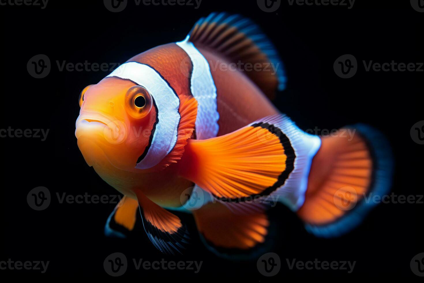 Cute Clownfish in nature, national geography, Wide life animals. AI Generated. photo