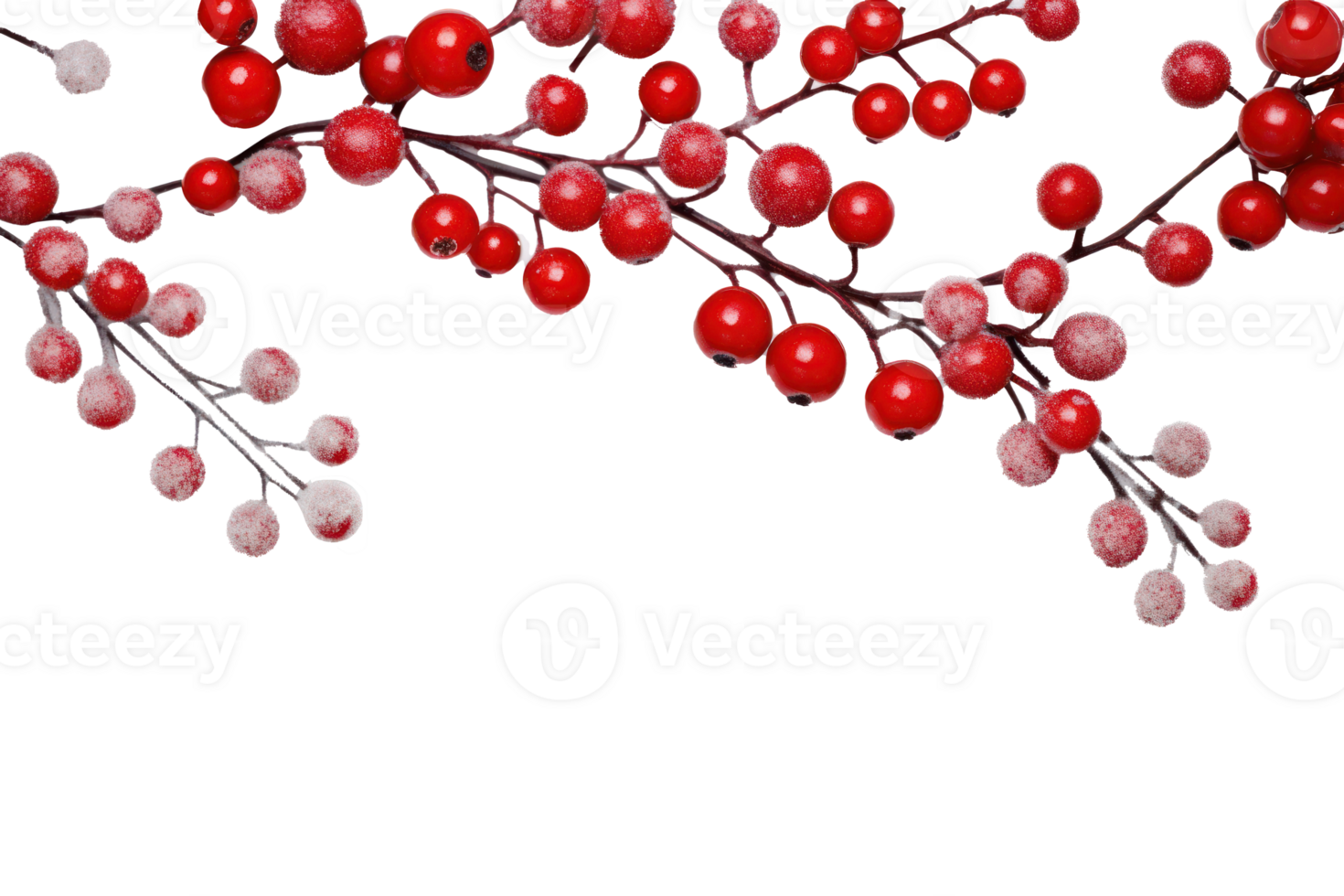 Pine branch with berries isolated png