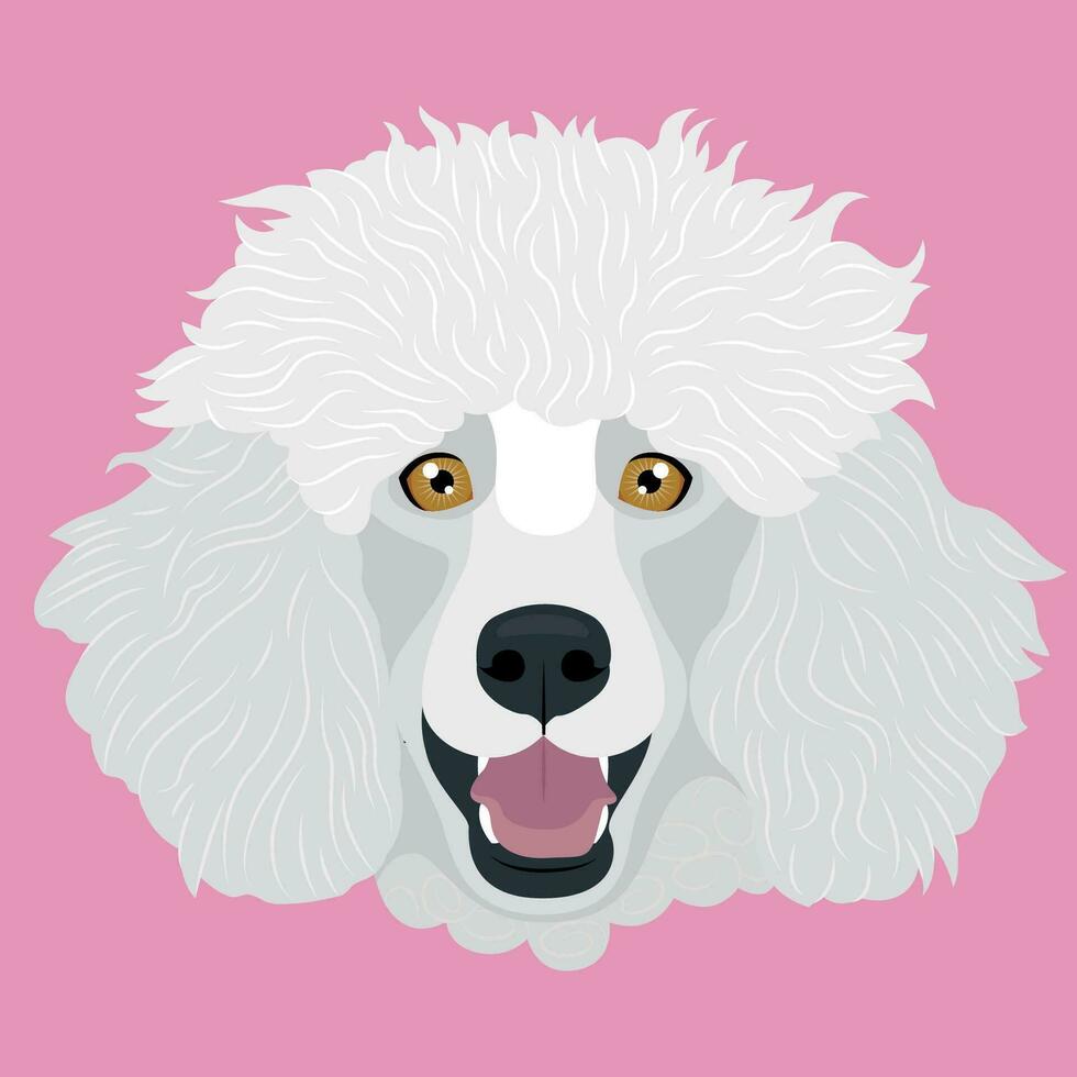 Standard Poodle flat portrait vector