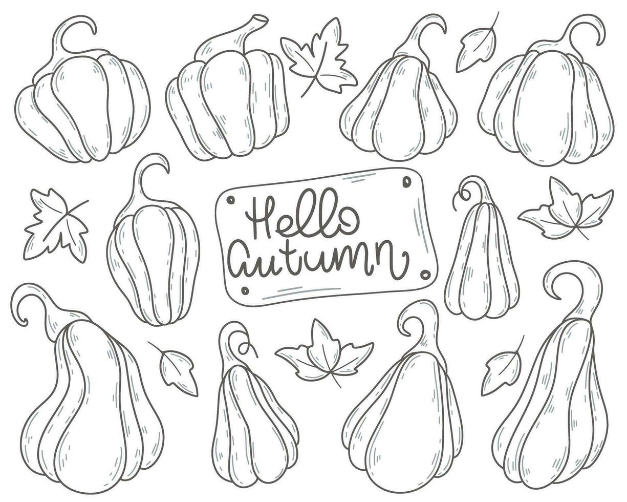 Ripe pumpkins hand drawn set vector