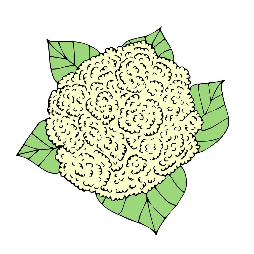 vector verde mano dibujado bosquejo coliflor