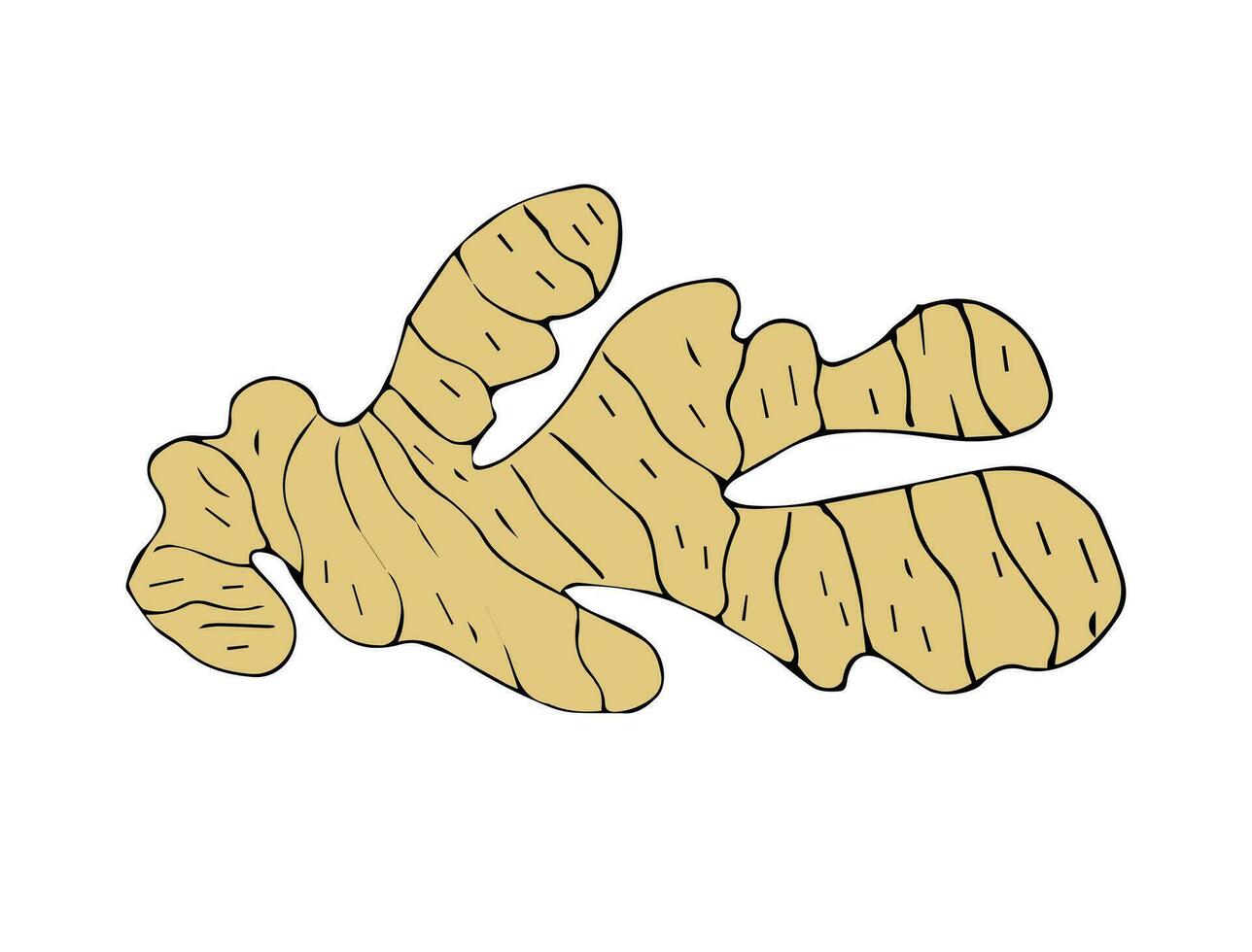 Vector hand drawn sketch ginger root