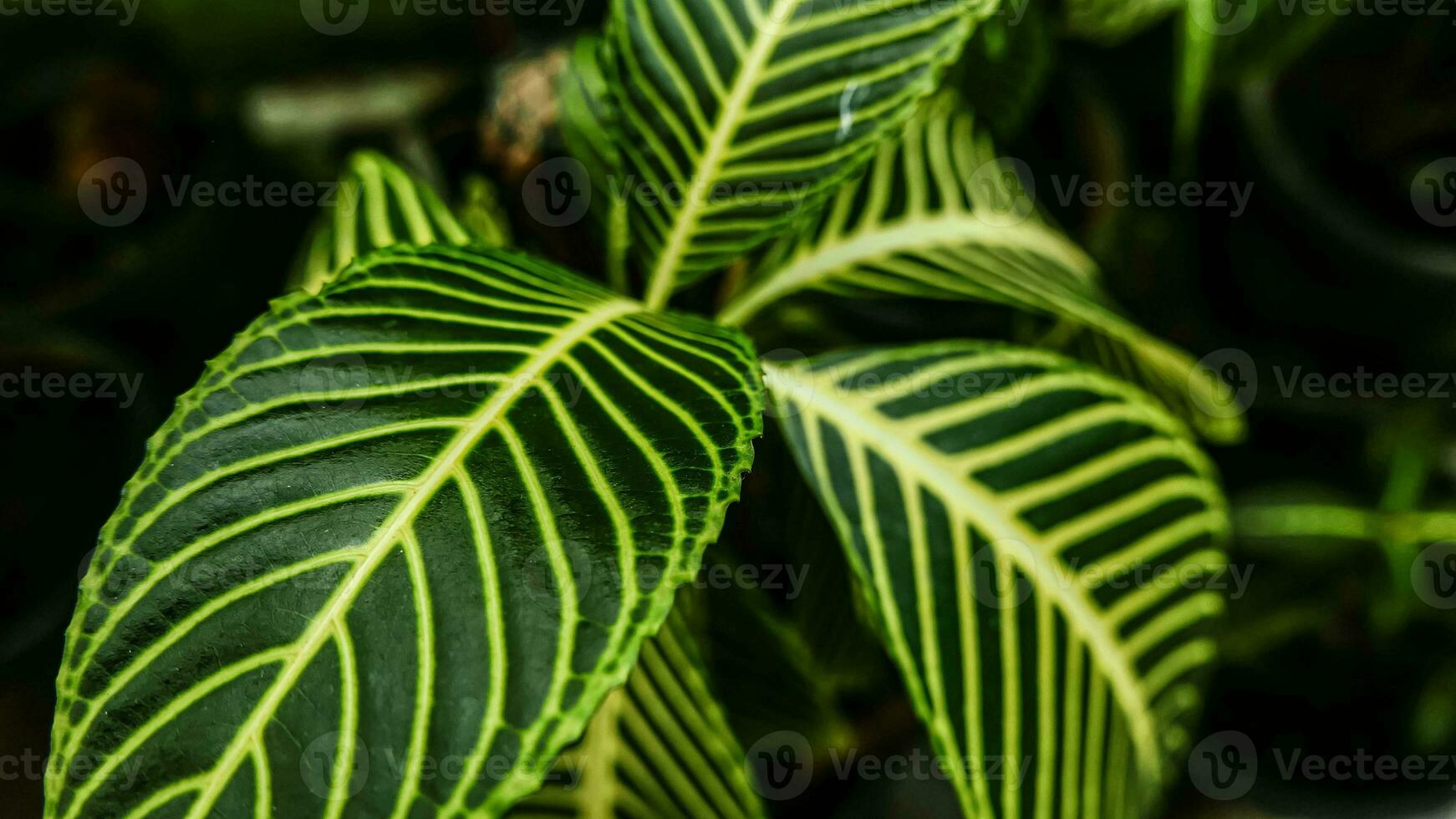picture of leaves from a plant called Aphelandra squarrosa Nees, from the genus of Acanthaceae, or also known as Zebra Plant photo