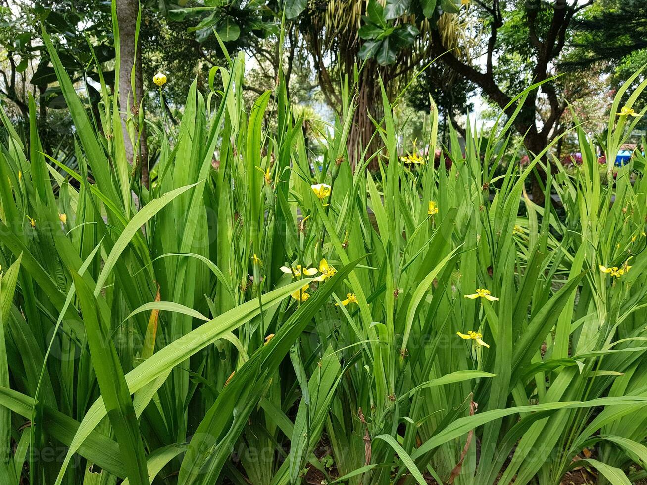 picture of beautiful Green grass for your multimedia content creation, good for digital card and web design photo