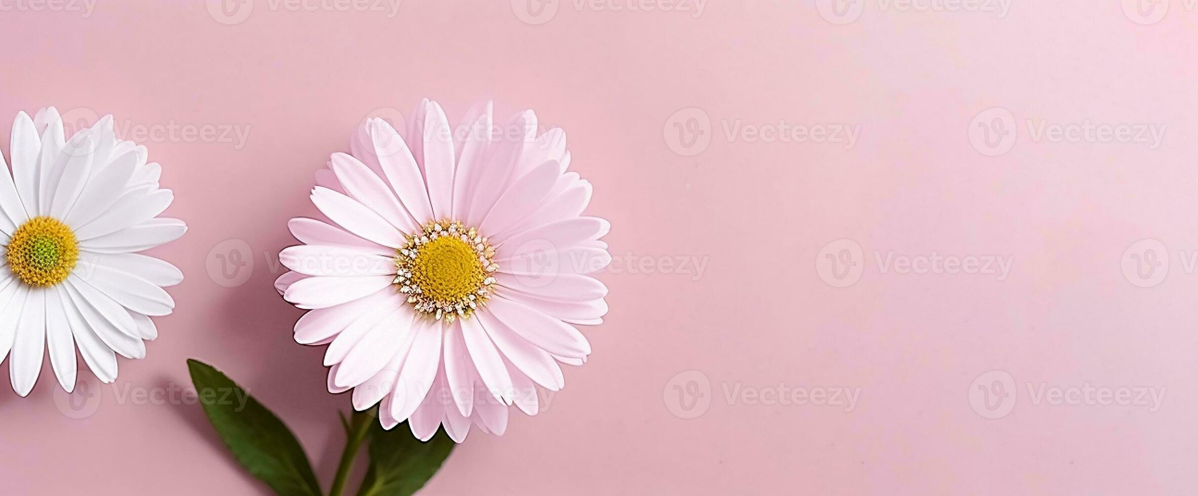 daisy flowers with light blue paper background good for multimedia digital content creation, artistic background photo