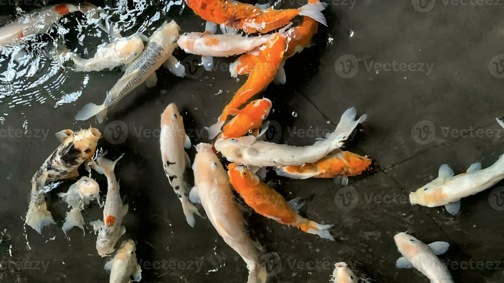 Happy colorful koi fish, or gold fish, or carp fish in healthy pond during sunny summer day photo