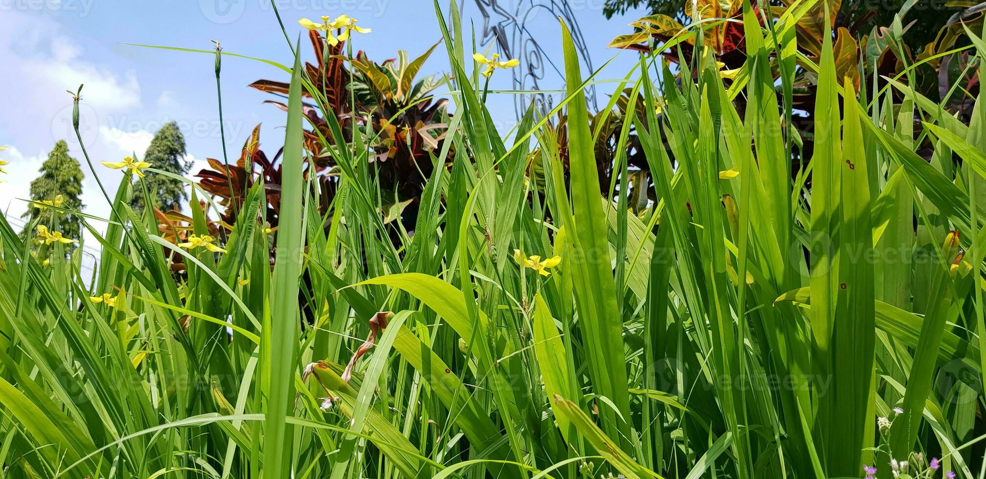 picture of beautiful Green grass for your multimedia content creation, good for digital card and web design photo