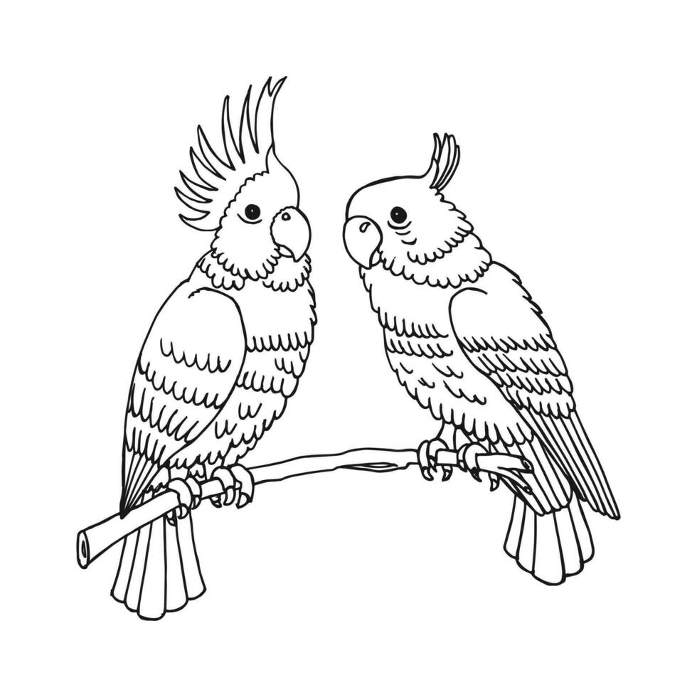 Parrots, tropical birds. Outline drawing, sketch for coloring. Vector